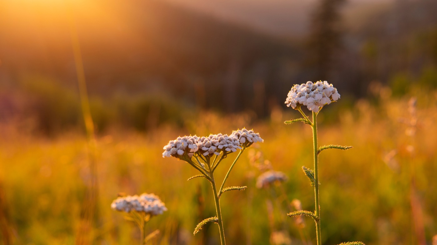 Schafgarbe im goldenen Feld — die Lammas-Pflanze