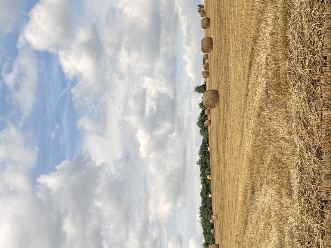 Abgeerntetes Feld mit Strohballen unter Sommerhimmel — die erste Ernte
